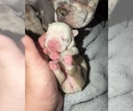 Small #10 Breeder Profile image