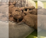 Small #1 Breeder Profile image