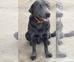 Small #1 Breeder Profile image