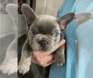 French Bulldog Dog Breeder near LONGWOOD, FL, USA