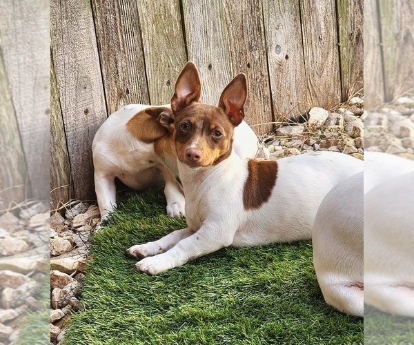Medium Photo #27  Breeder Profile in CLAREMORE, OK, USA