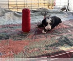 Small #3 Breeder Profile image