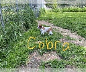 Welsh Springer Spaniel Dog Breeder near LENA, WI, USA