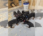 Small #3 Breeder Profile image