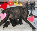 Small breeder photo