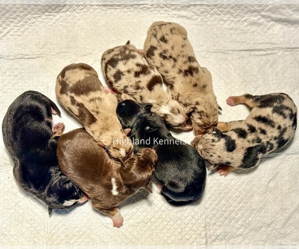 Medium Photo #20  Breeder Profile in CAMAS, WA, USA