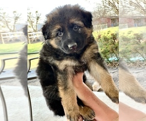 German Shepherd Dog Dog Breeder near BRUCEVILLE, TX, USA