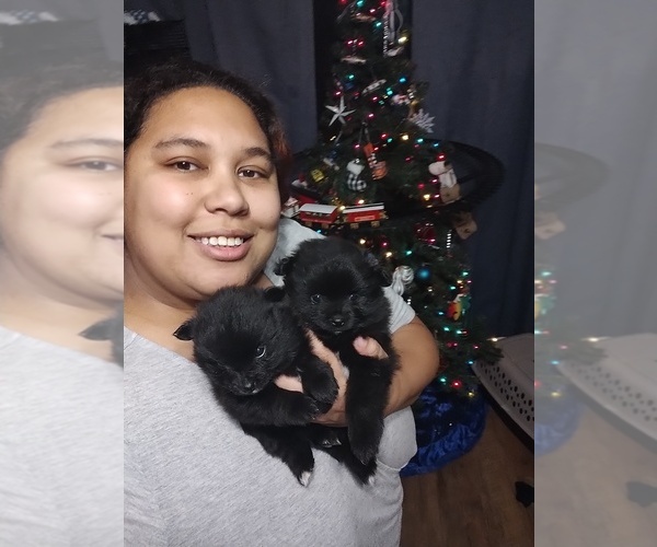 Medium Photo #1  Breeder Profile in VALPARAISO, IN, USA