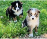 Small Photo #7  Breeder Profile in GEORGETOWN, TX, USA