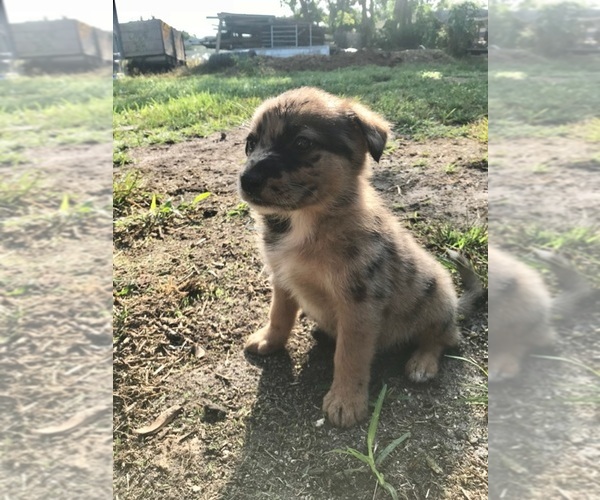 Medium Photo #1  Breeder Profile in HIALEAH, FL, USA