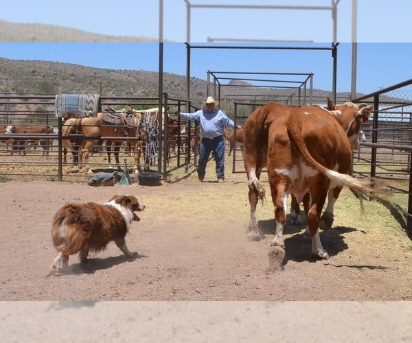 Medium Photo #8  Breeder Profile in CHANDLER, AZ, USA