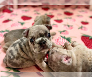 French Bulldog Dog Breeder near CYPRESS, TX, USA