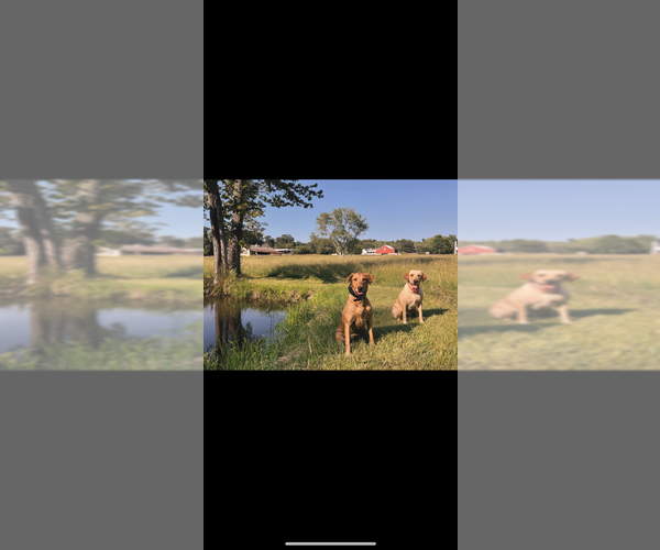 Medium Photo #5  Breeder Profile in CANTON, GA, USA