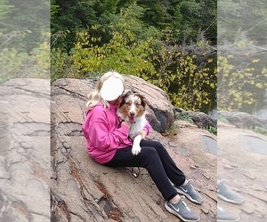 Australian Shepherd Dog Breeder near MARINETTE, WI, USA