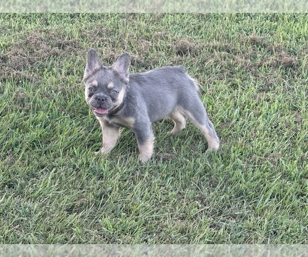Medium Photo #18  Breeder Profile in LONGVIEW, TX, USA