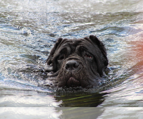 Medium Photo #42  Breeder Profile in SAN MARCOS, TX, USA