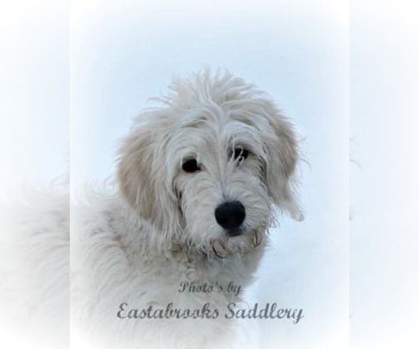 Medium Photo #1  Breeder Profile in DIXON, IL, USA