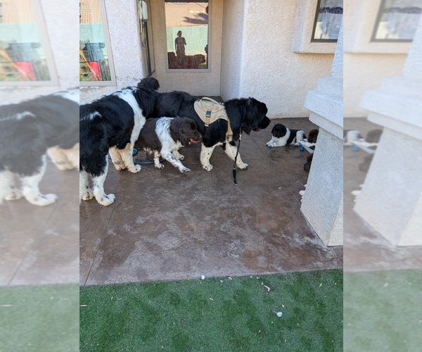 Medium Photo #42  Breeder Profile in LAS VEGAS, NV, USA