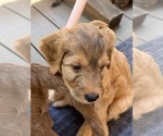 Small #9 Breeder Profile image
