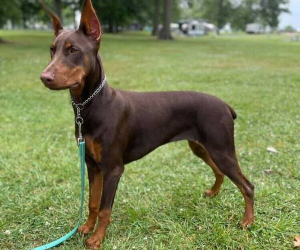 Medium Photo #1  Breeder Profile in NEW MADISON, OH, USA