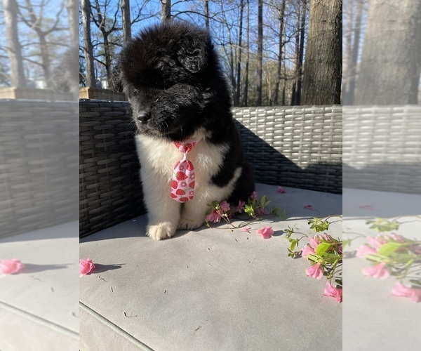 Medium Photo #95  Breeder Profile in MCDONOUGH, GA, USA