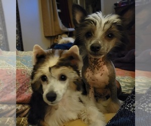 Chinese Crested Dog Breeder near PRIMM SPRINGS, TN, USA