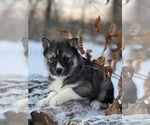 Small Photo #19  Breeder Profile in STAPLES, MN, USA
