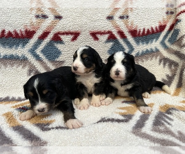 Medium Photo #10  Breeder Profile in BROWNFIELD, TX, USA