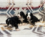 Small #9 Breeder Profile image
