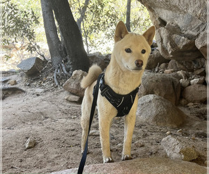Shiba Inu Dog Breeder near SAINT DAVID, AZ, USA