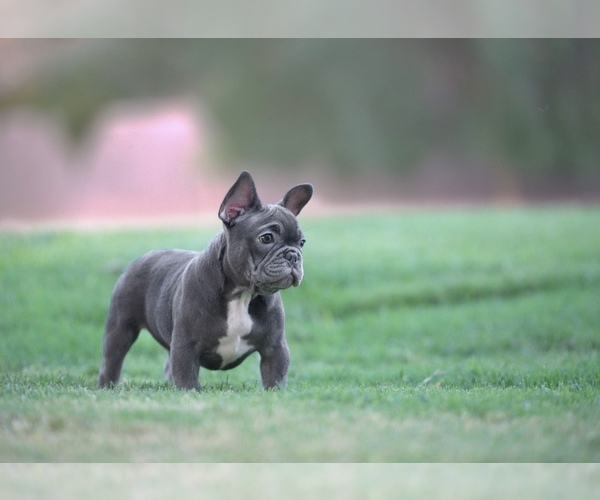Medium Photo #1  Breeder Profile in SPRING VALLEY, CA, USA