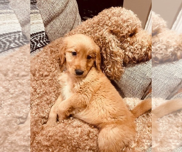 Medium Photo #10  Breeder Profile in CENTRAL CITY, KY, USA