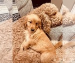 Small #9 Breeder Profile image