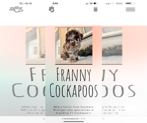 Cockapoo Dog Breeder near GRASS LAKE, MI, USA
