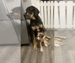 Small breeder photo