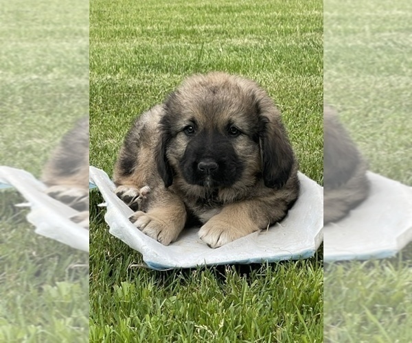 Medium Photo #53  Breeder Profile in TWINING, MI, USA