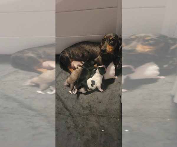 Medium Photo #6  Breeder Profile in CHICKAMAUGA, GA, USA
