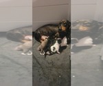Small #5 Breeder Profile image