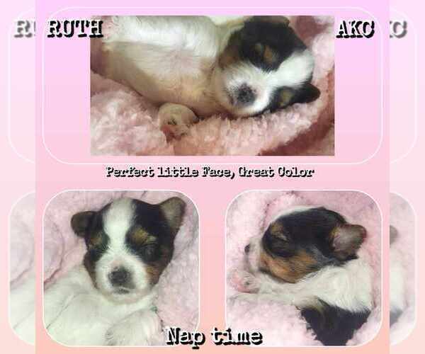 Medium Photo #6  Breeder Profile in FT WORTH, TX, USA