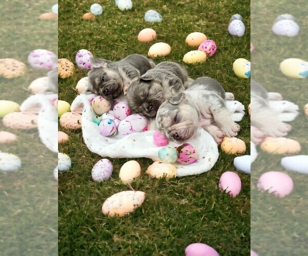 Medium Photo #1  Breeder Profile in ATLANTA, GA, USA