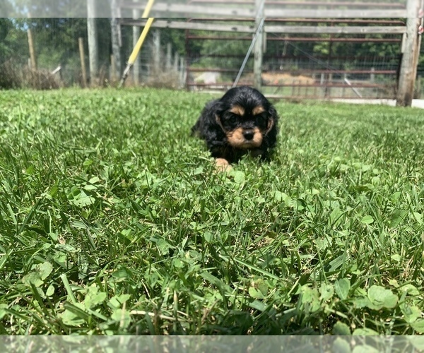 Medium Photo #10  Breeder Profile in PARKERS LAKE, KY, USA