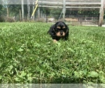 Small Photo #10  Breeder Profile in PARKERS LAKE, KY, USA