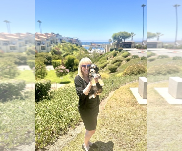 Medium Photo #74  Breeder Profile in BAKERSFIELD, CA, USA