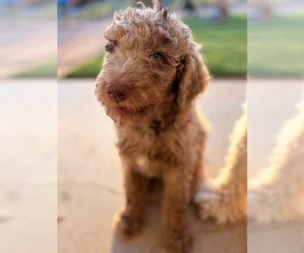 Medium Photo #16  Breeder Profile in APACHE JUNCTION, AZ, USA