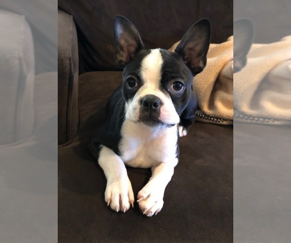 Medium Photo #18  Breeder Profile in PARKERS LAKE, KY, USA