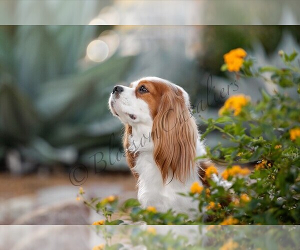 Medium Photo #1  Breeder Profile in IDAHO FALLS, ID, USA