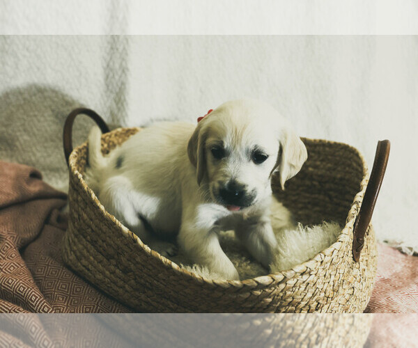 Medium Photo #5  Breeder Profile in MALDEN, MA, USA