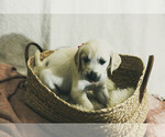 Small #4 Breeder Profile image