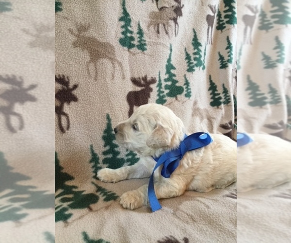 Medium Photo #1  Breeder Profile in CAMARGO, KY, USA