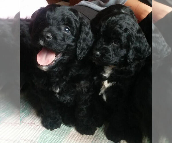 Medium Photo #2  Breeder Profile in CHETEK, WI, USA